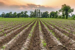 הכירו את הסיכון המרכזי ברכישת קרקעות חקלאיות